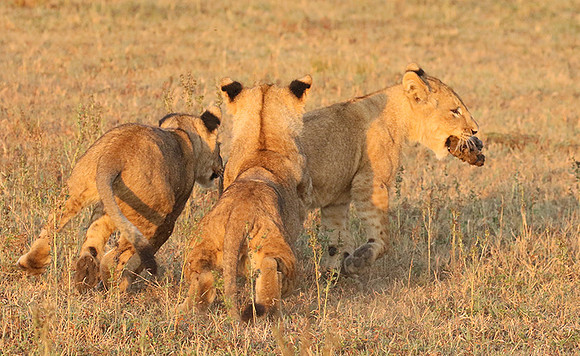 Duba Plains