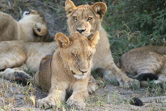 Duba Plains