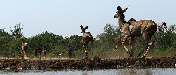 at Mashatu game reserve