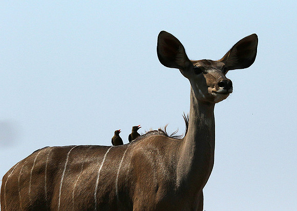at Mashatu game reserve