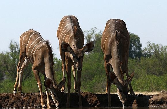 at Mashatu game reserve