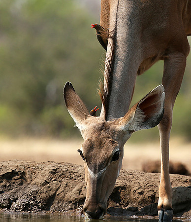 Mashatu game reserve