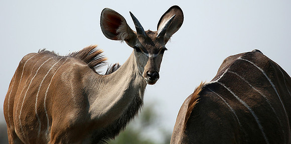 at Mashatu game reserve