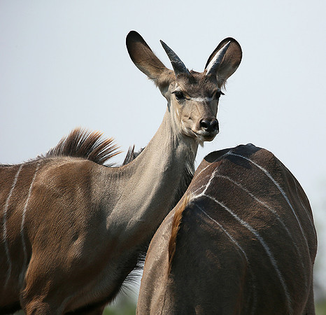 at Mashatu game reserve