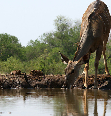 at Mashatu game reserve
