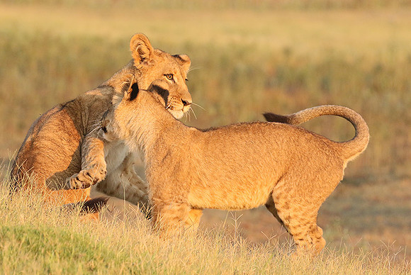 Duba Plains