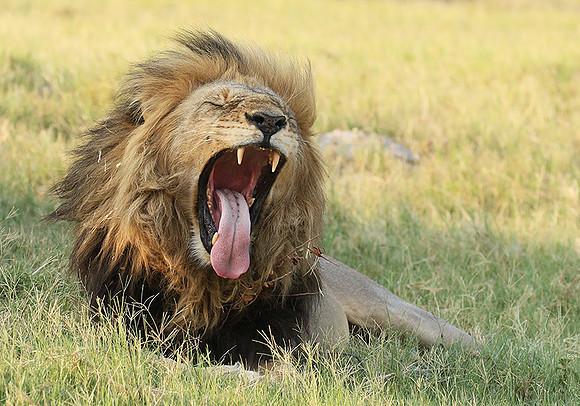 Duba Plains