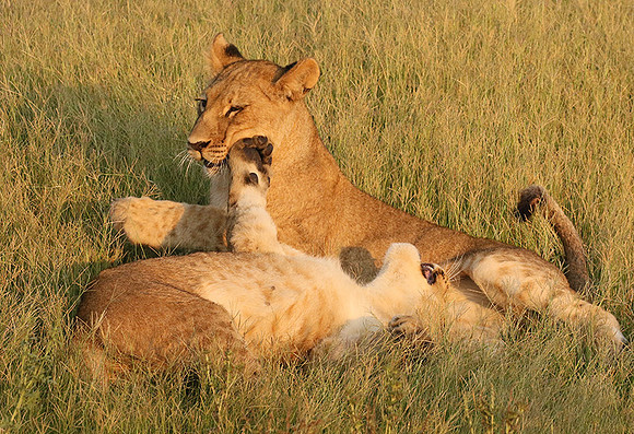 Duba Plains
