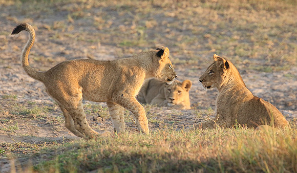 Duba Plains