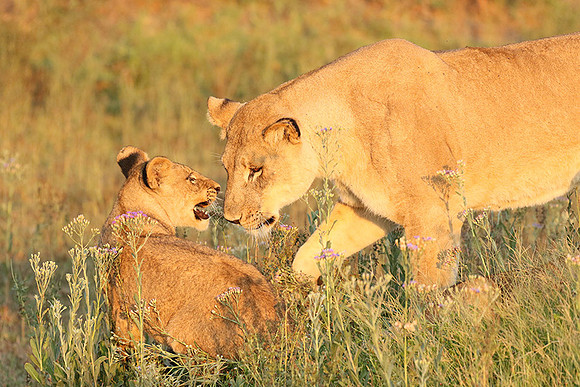 Duba Plains