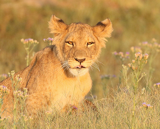 Duba Plains