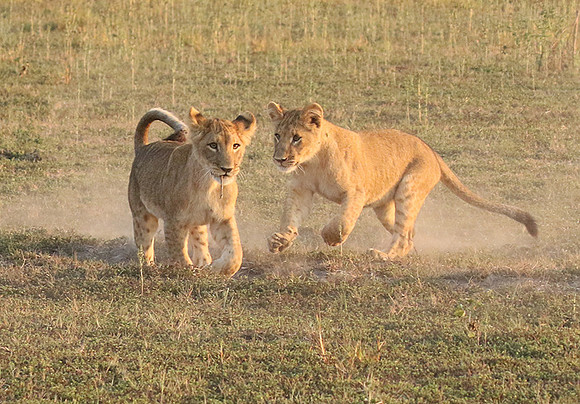Duba Plains