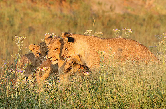Duba Plains
