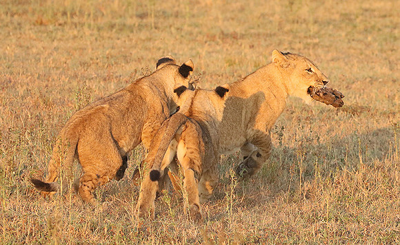 Duba Plains