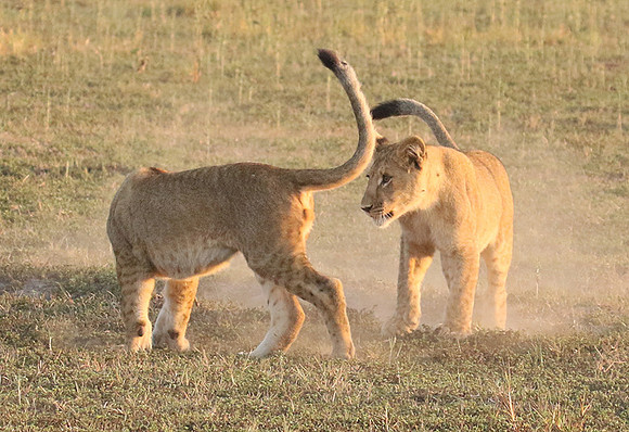 Duba Plains