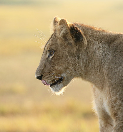 Duba Plains