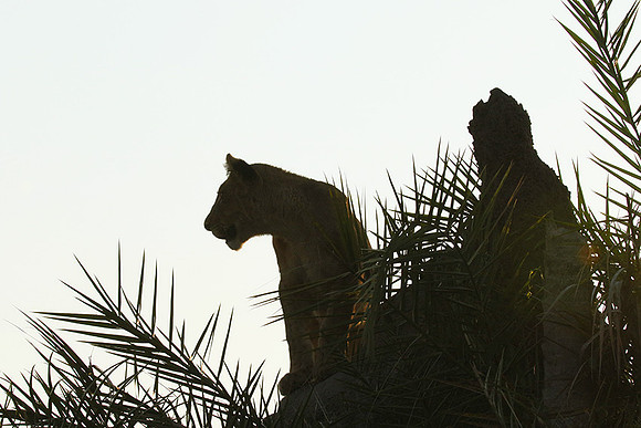 Duba Plains