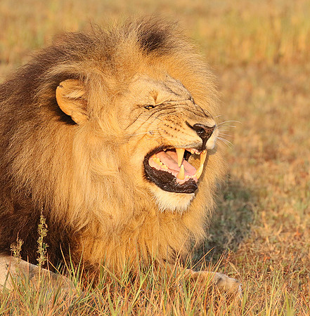 Duba Plains