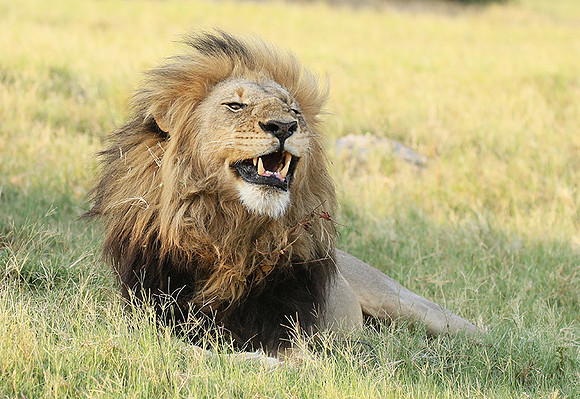Duba Plains