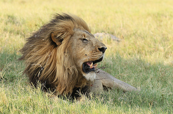 Duba Plains