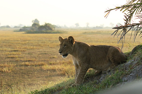 Duba Plains