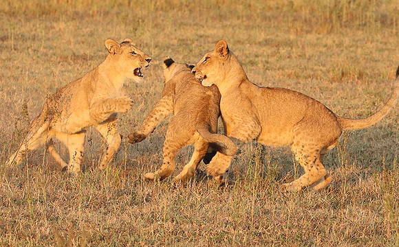 Duba Plains