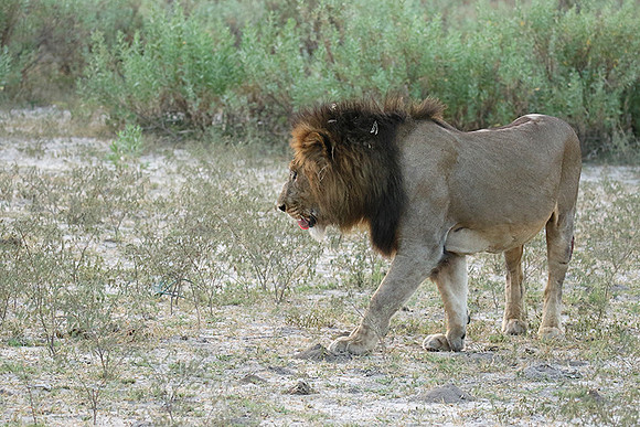 Duba Plains