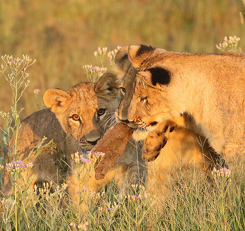 Duba Plains