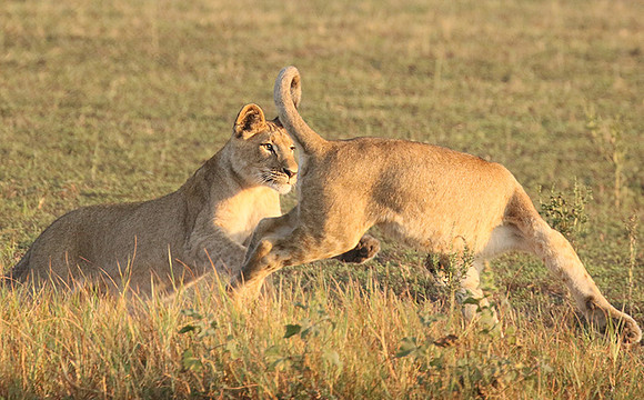 Duba Plains