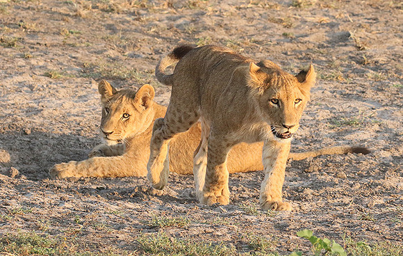 Duba Plains