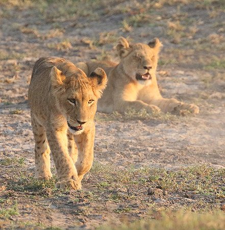 Duba Plains
