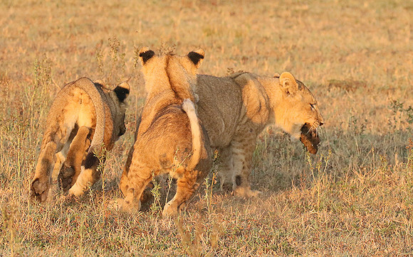 Duba Plains