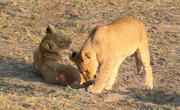 Duba Plains