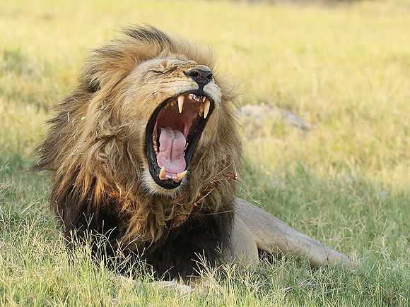 Duba Plains