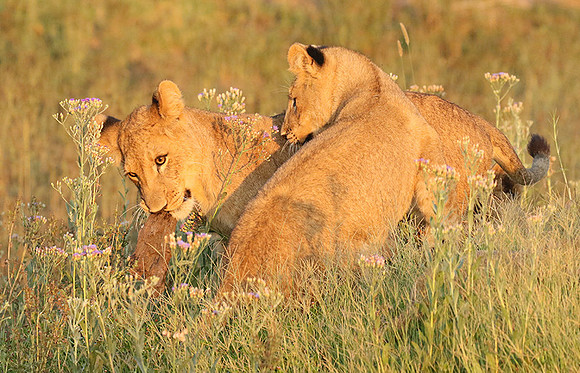 Duba Plains