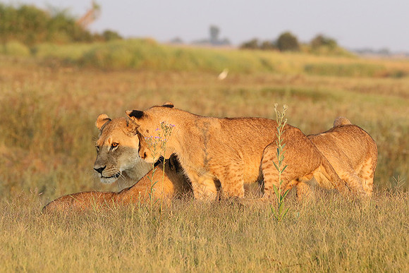 Duba Plains