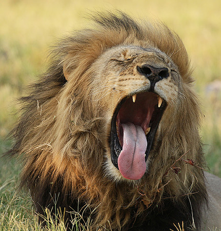 Duba Plains