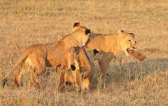 Duba Plains