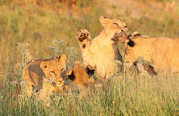 Duba Plains
