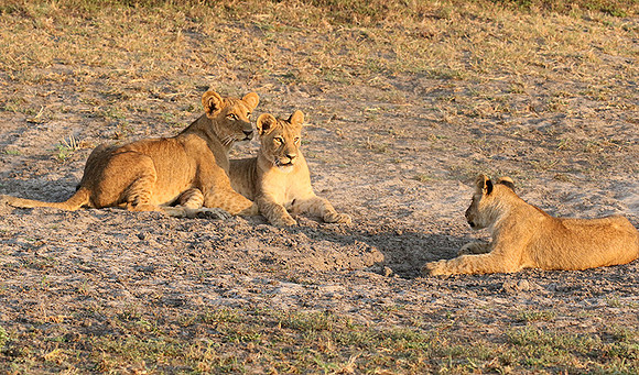 Duba Plains