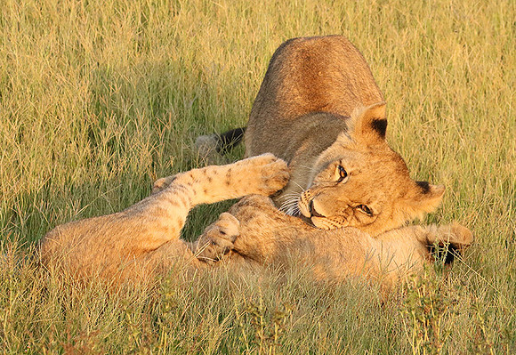 Duba Plains
