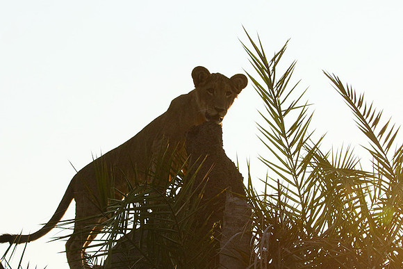 Duba Plains