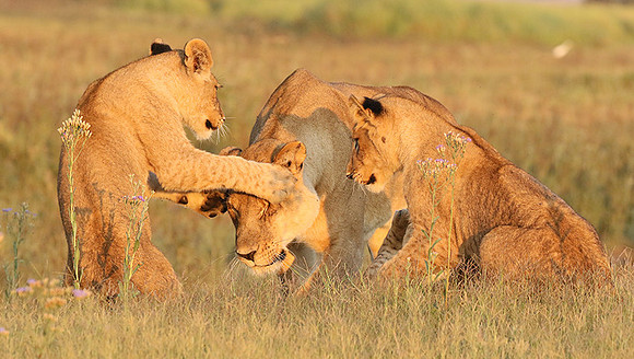 Duba Plains