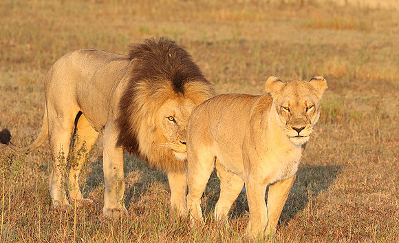 Duba Plains