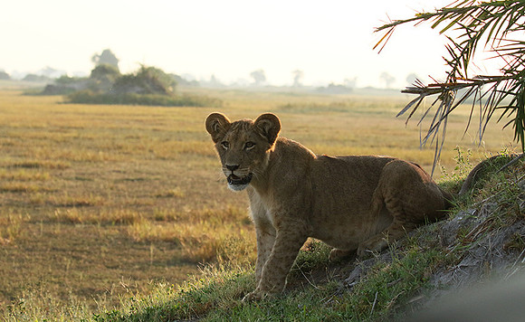 Duba Plains