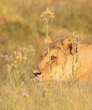 Duba Plains