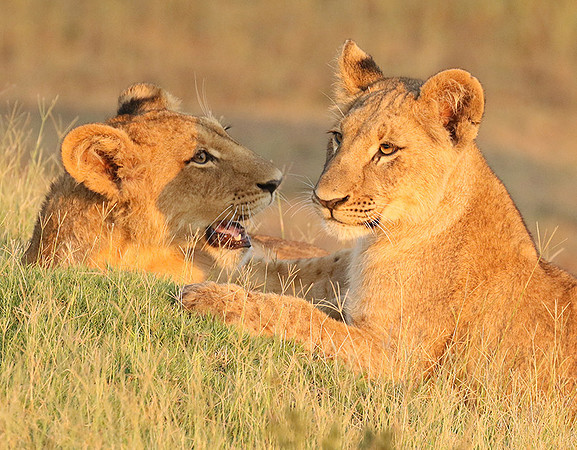 Duba Plains