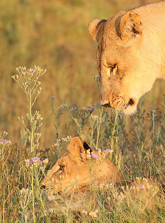 Duba Plains