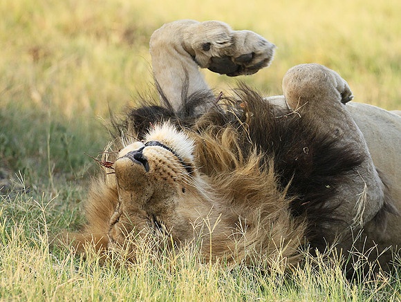 Duba Plains