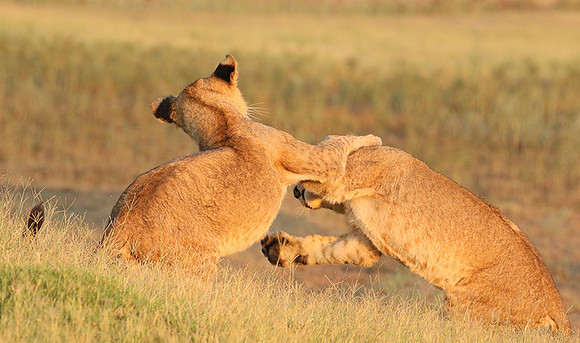 Duba Plains